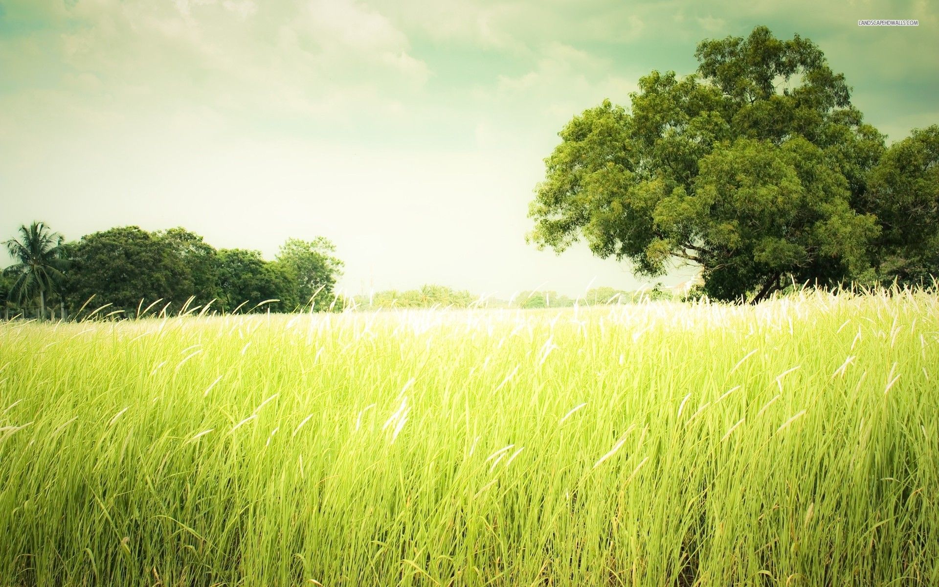 Grassy Field Background