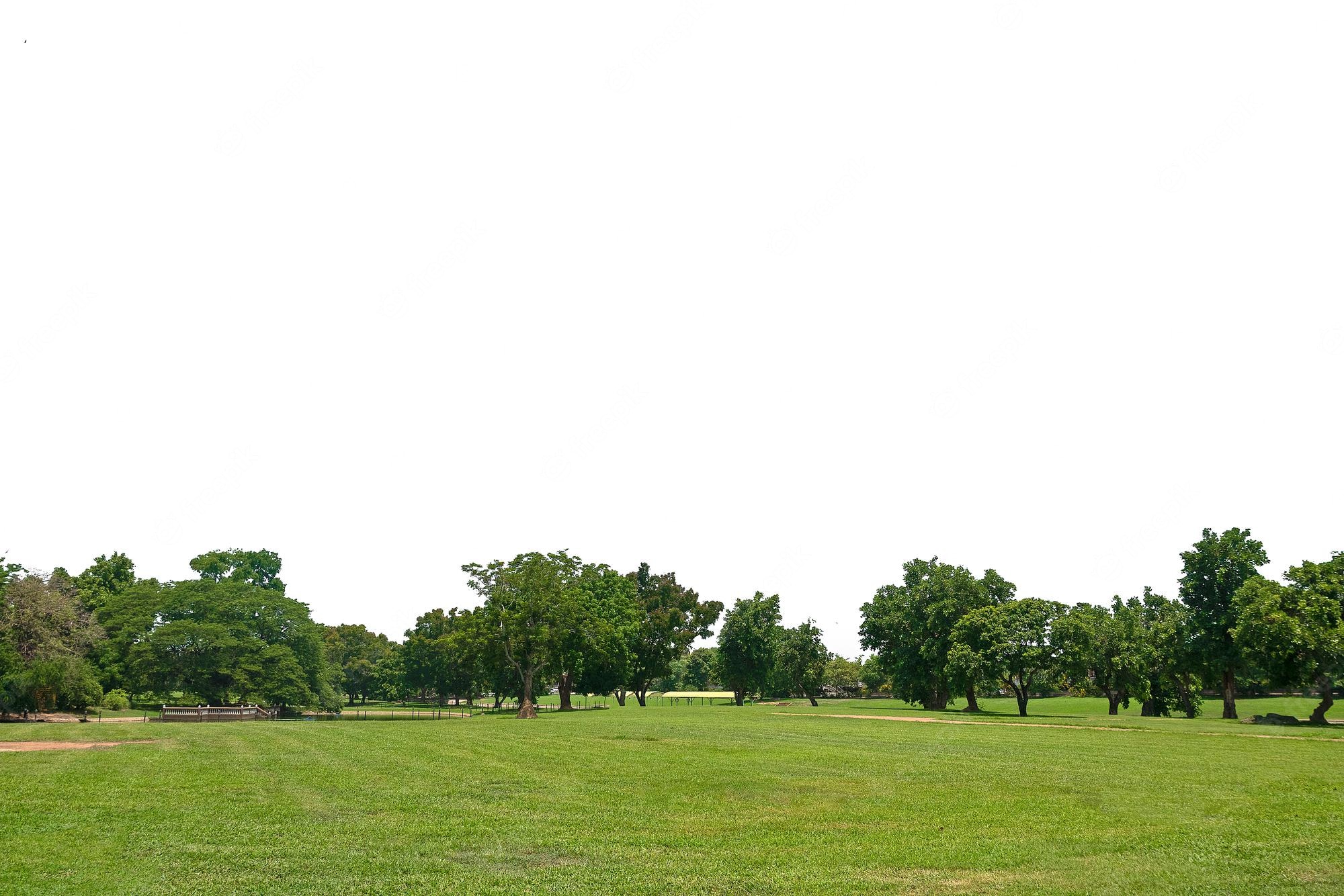 Grassy Field Background