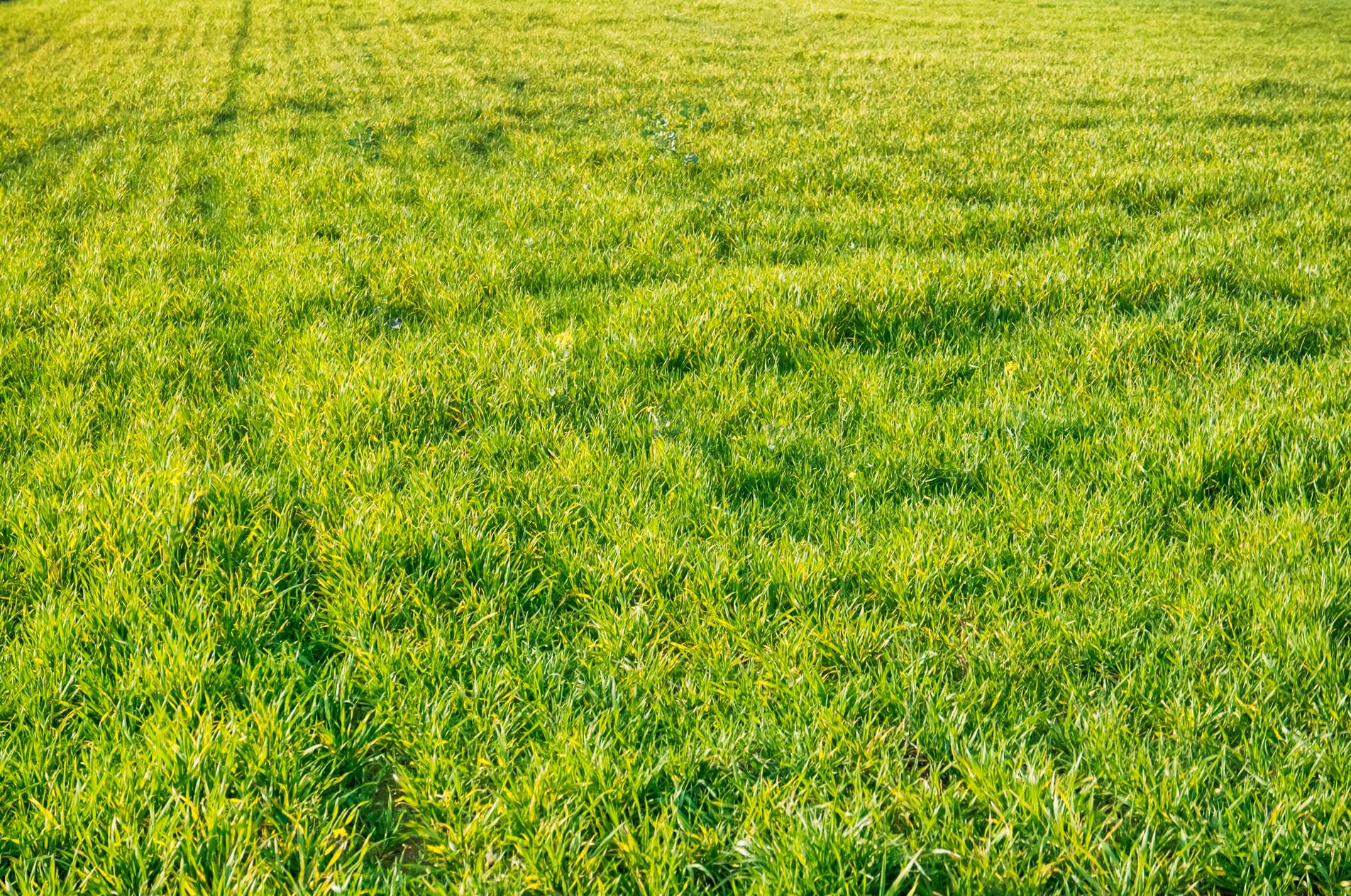 Grassy Field Background