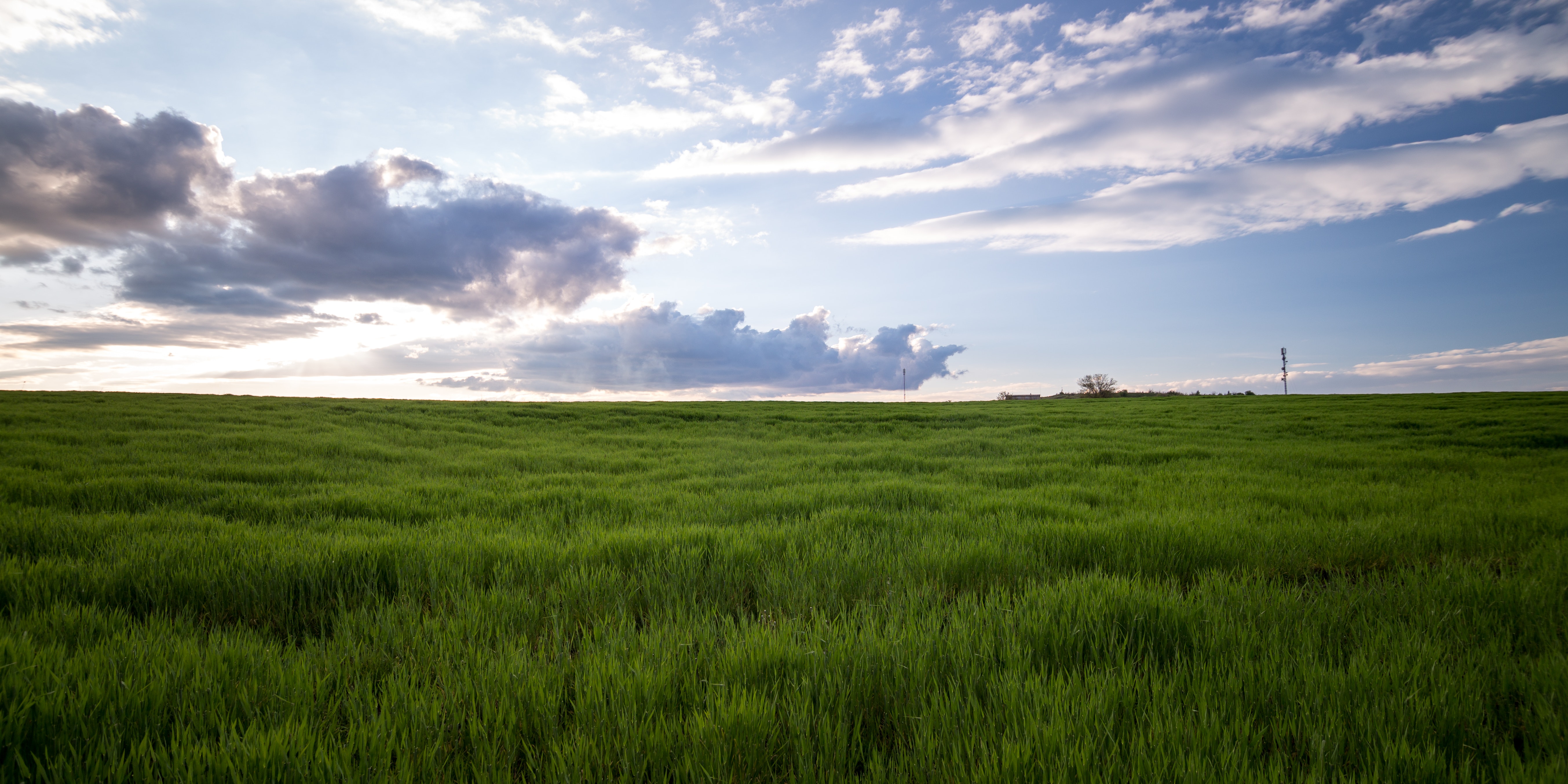 Grassy Field Background