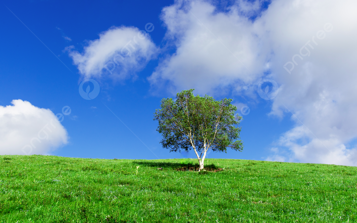 Grassy Field Background