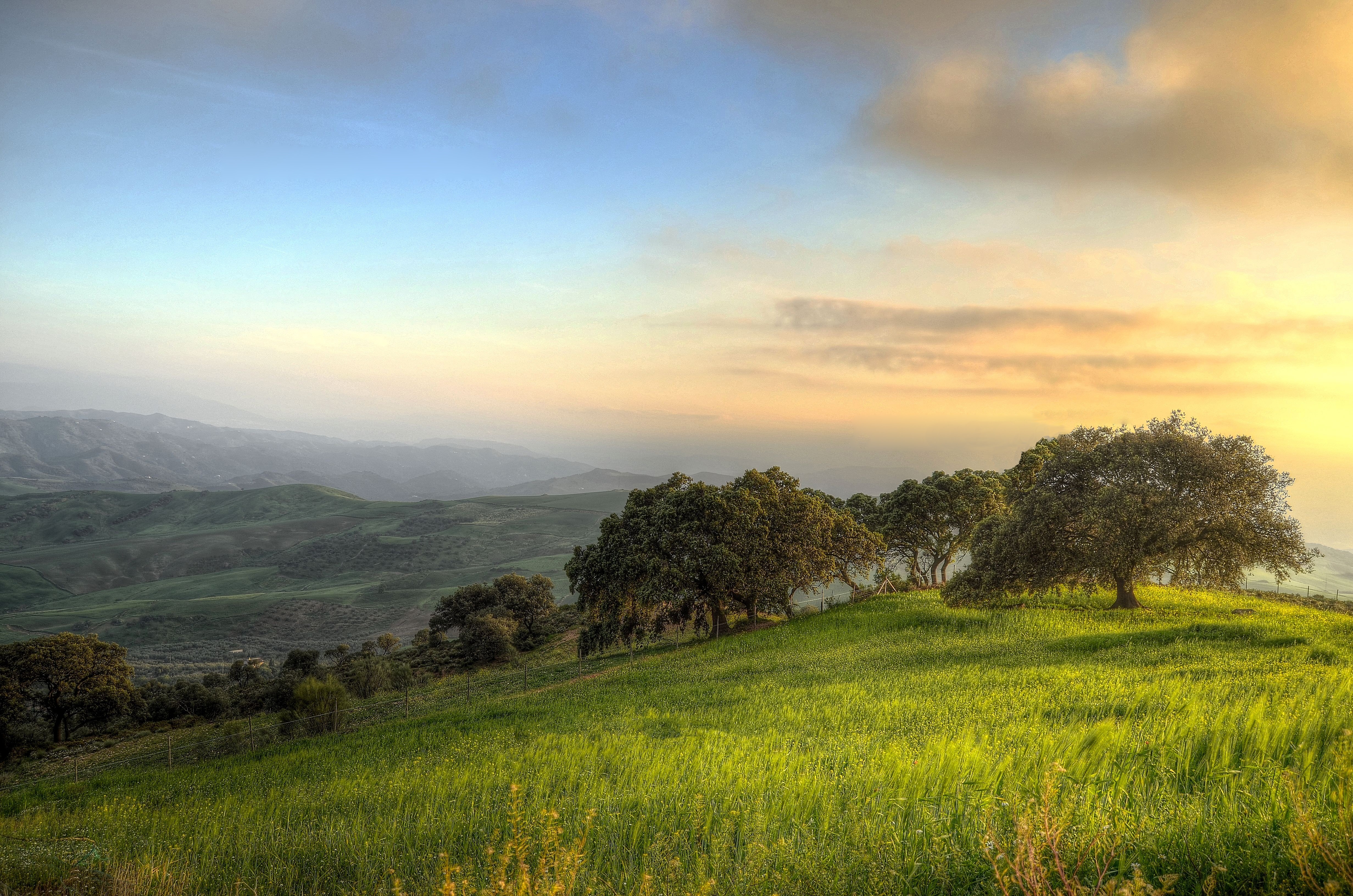 Grassy Field Background