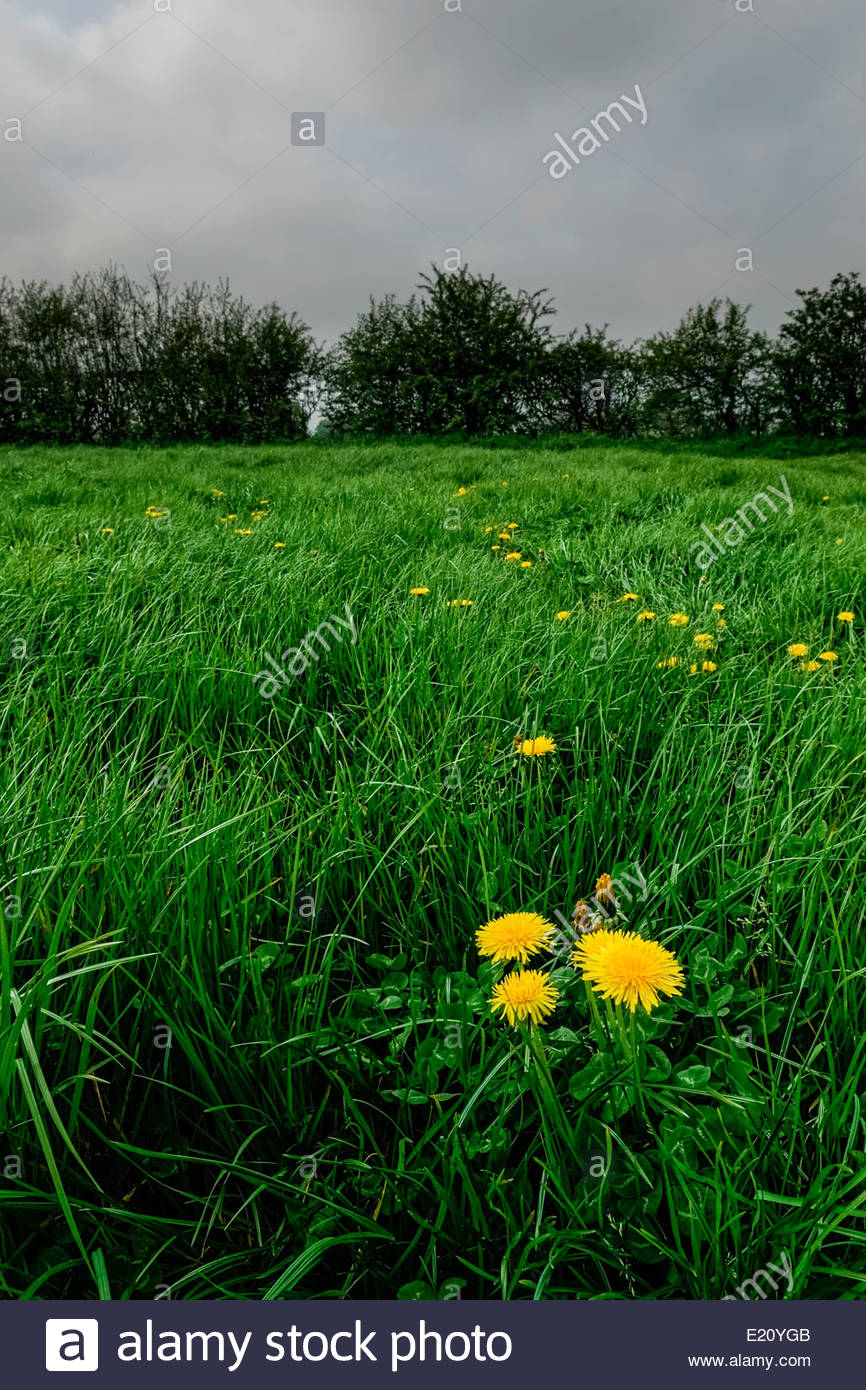 Grassy Field Background