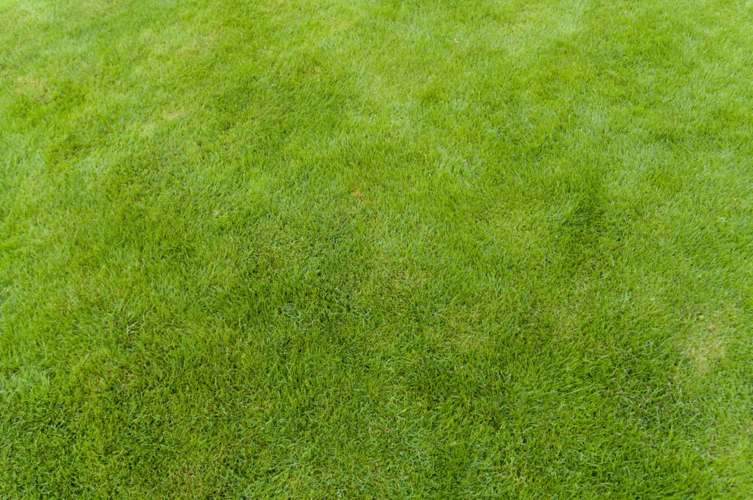 Grassy Field Background