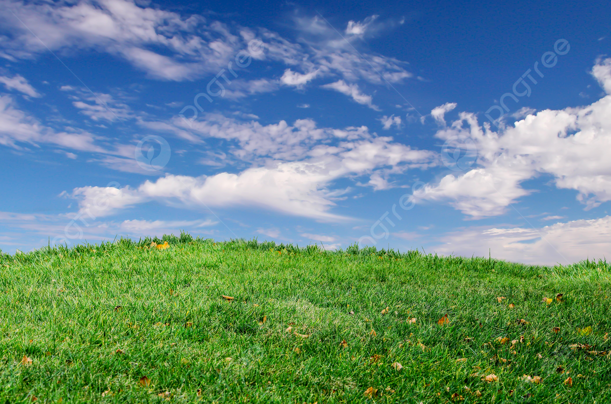 Grassy Field Background