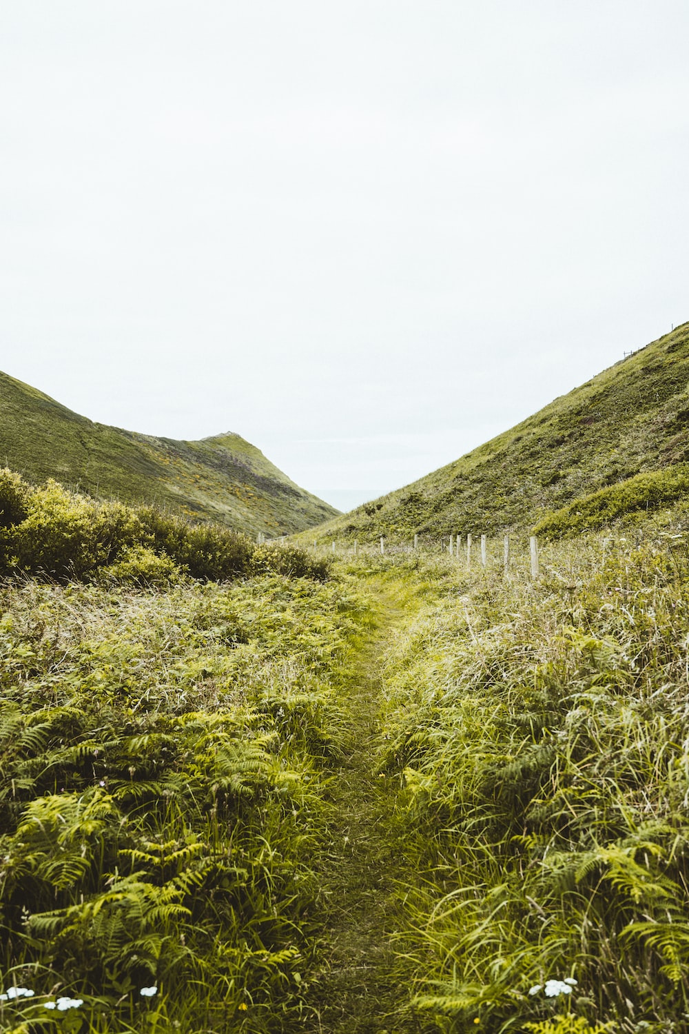 Grassy Hill Background