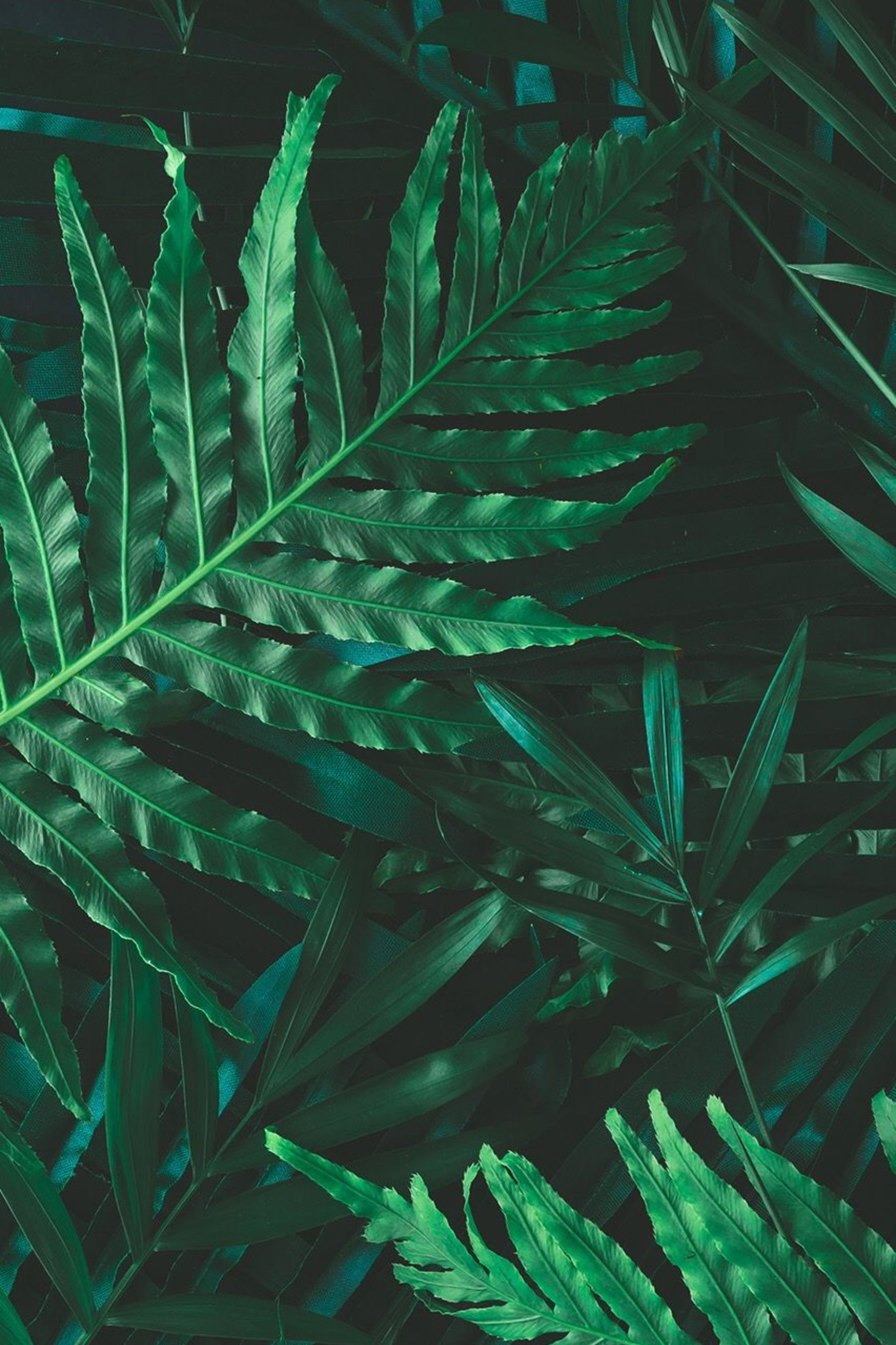 Green Phone Background