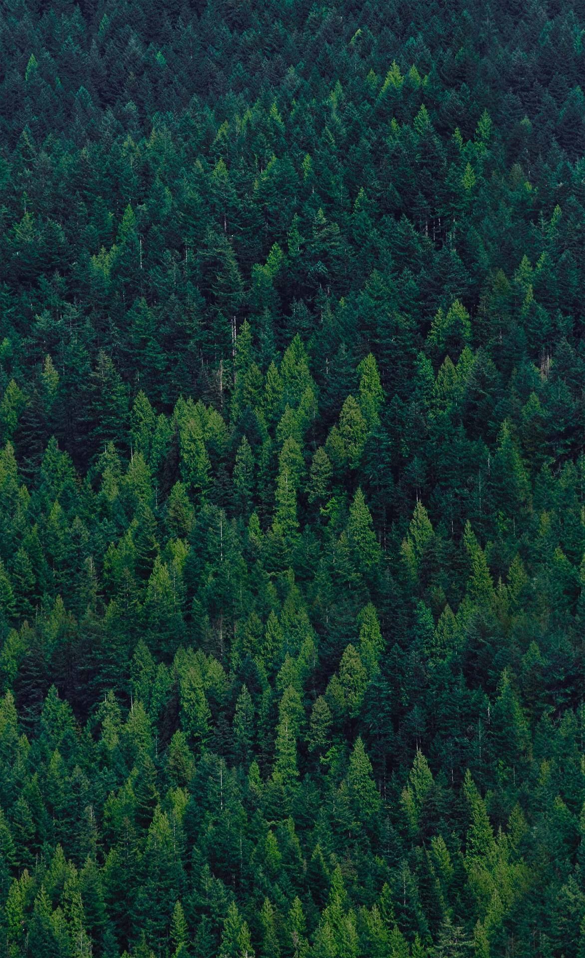 Green Phone Background