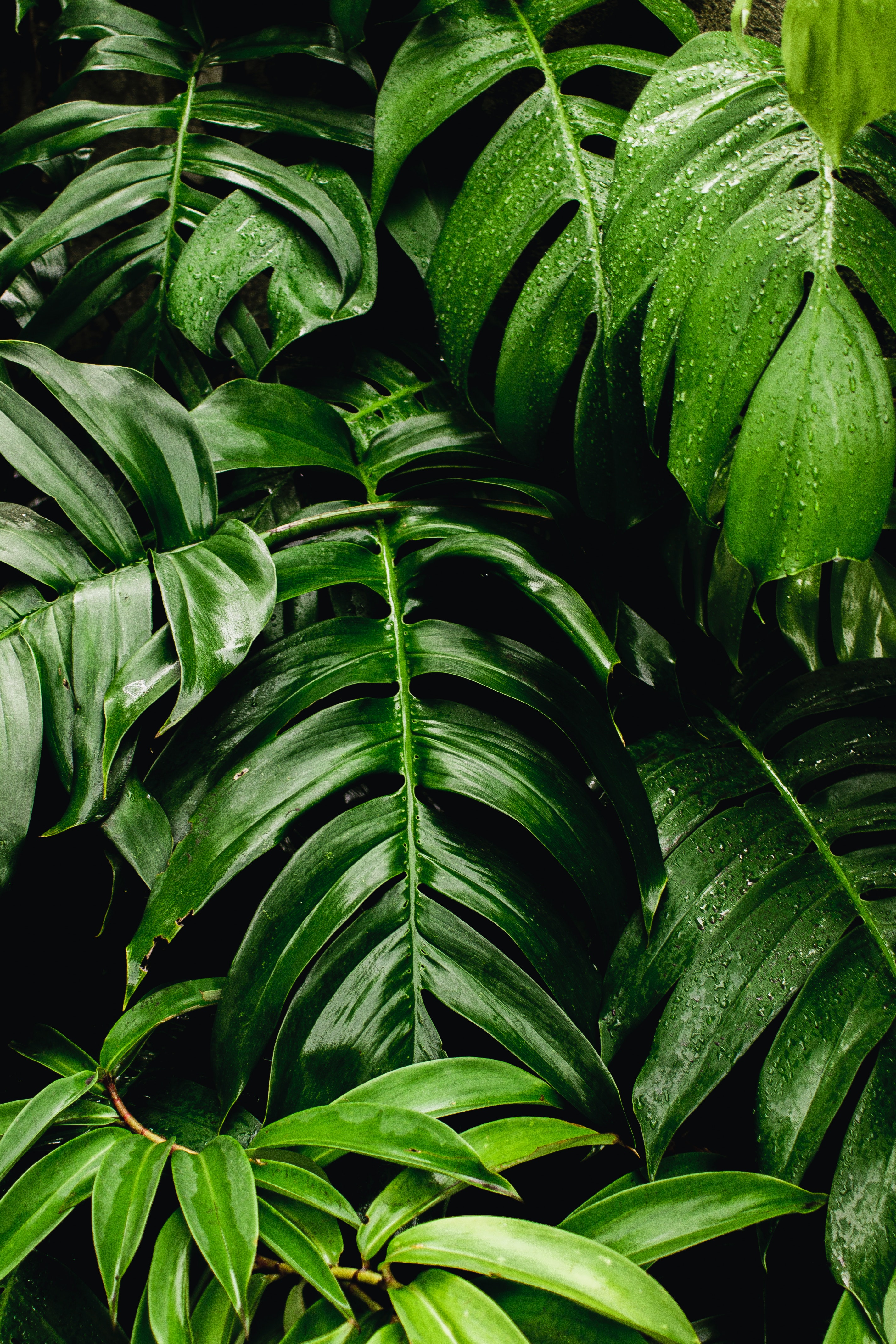 Green Plants Background