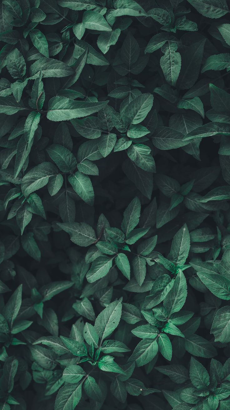 Green Plants Background