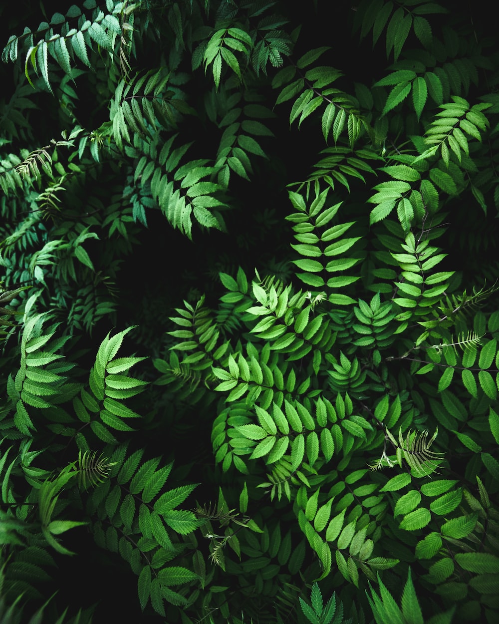 Green Plants Background