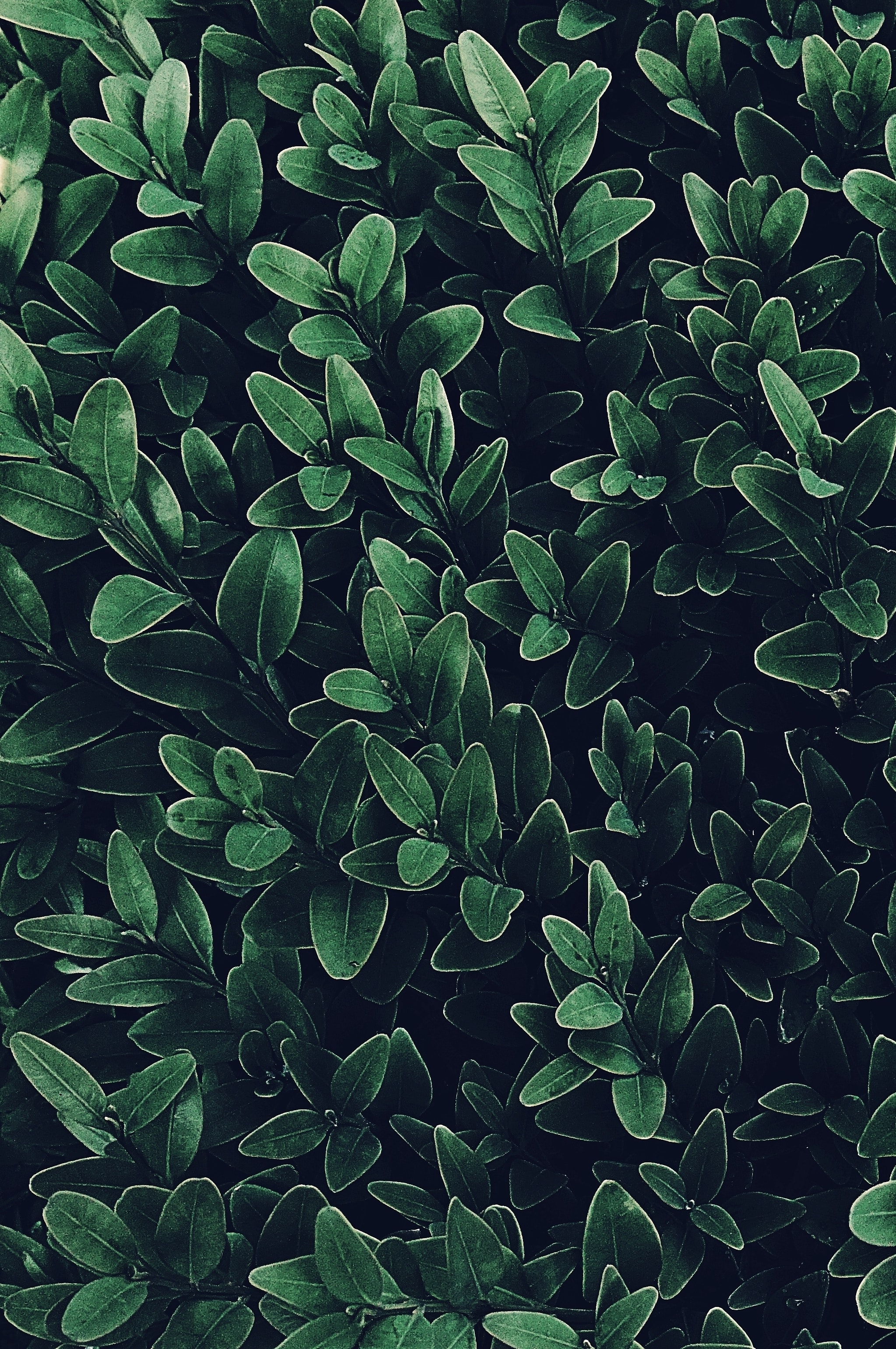 Green Plants Background