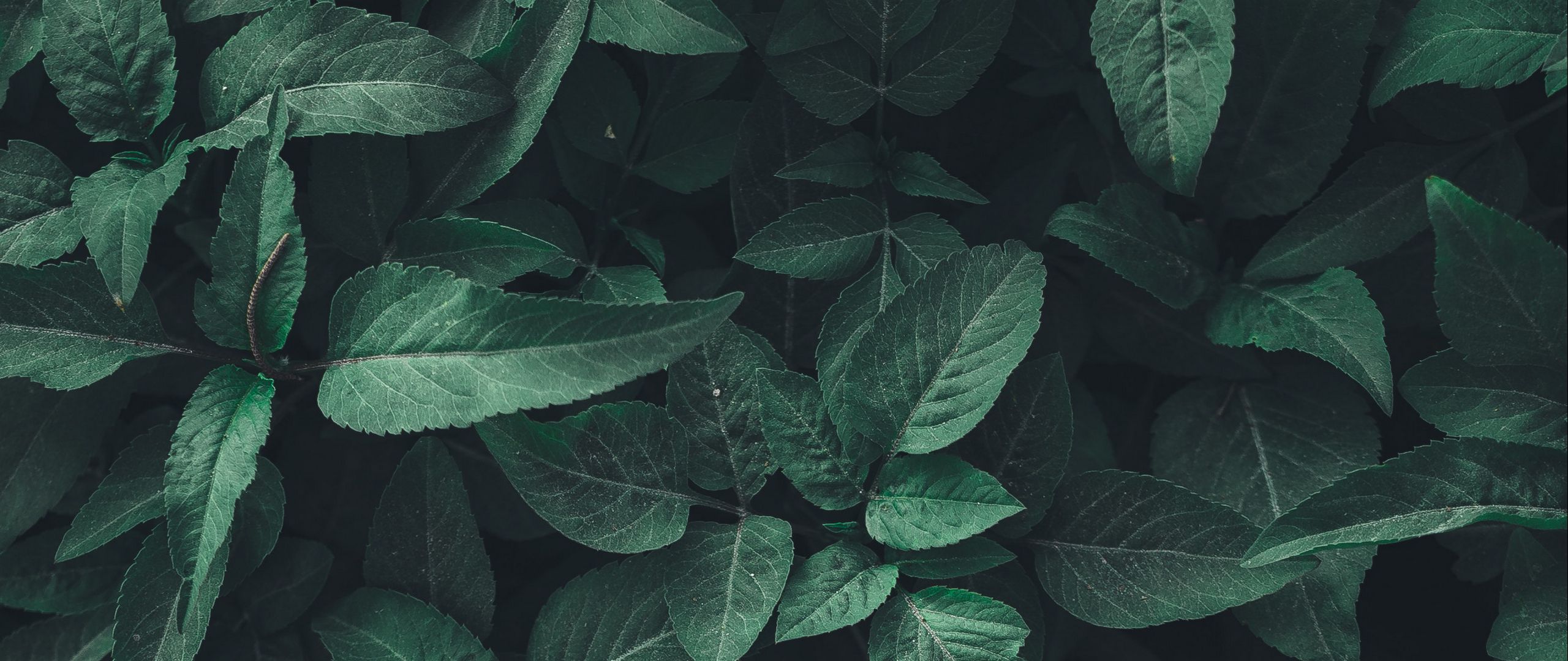 Green Plants Background