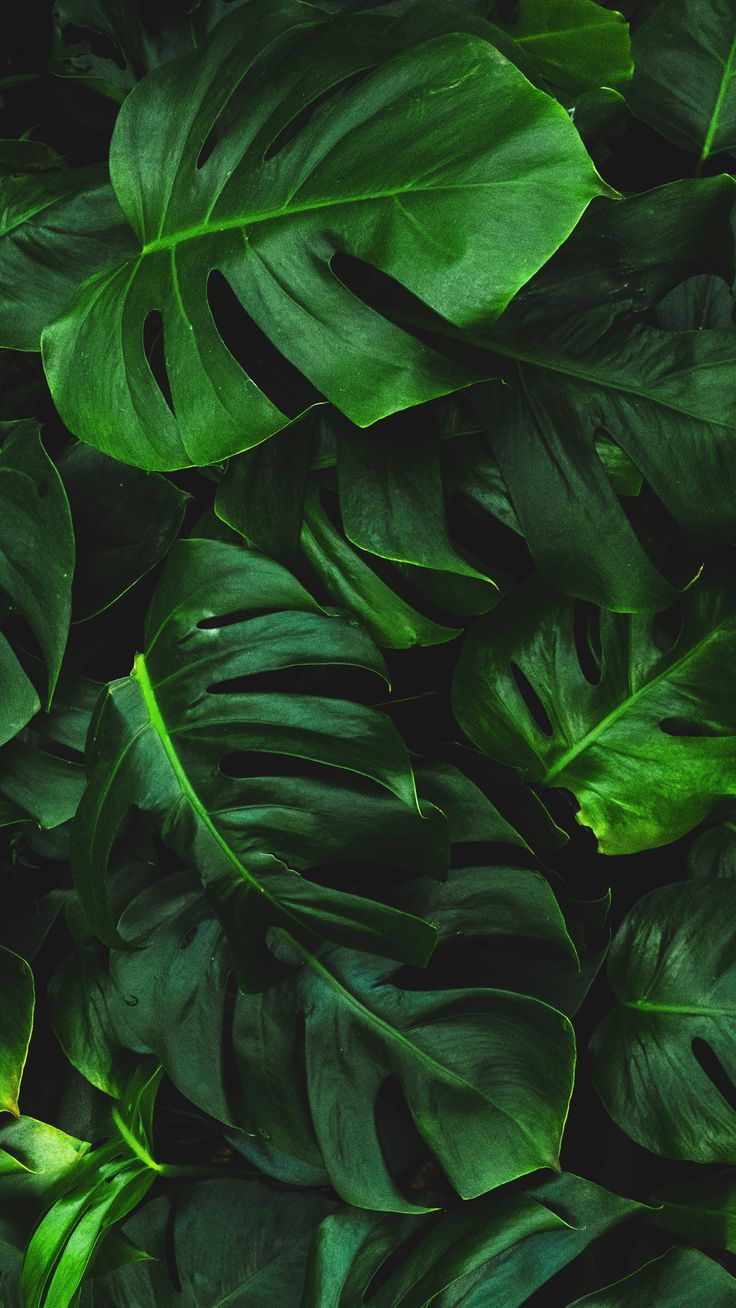 Green Plants Background