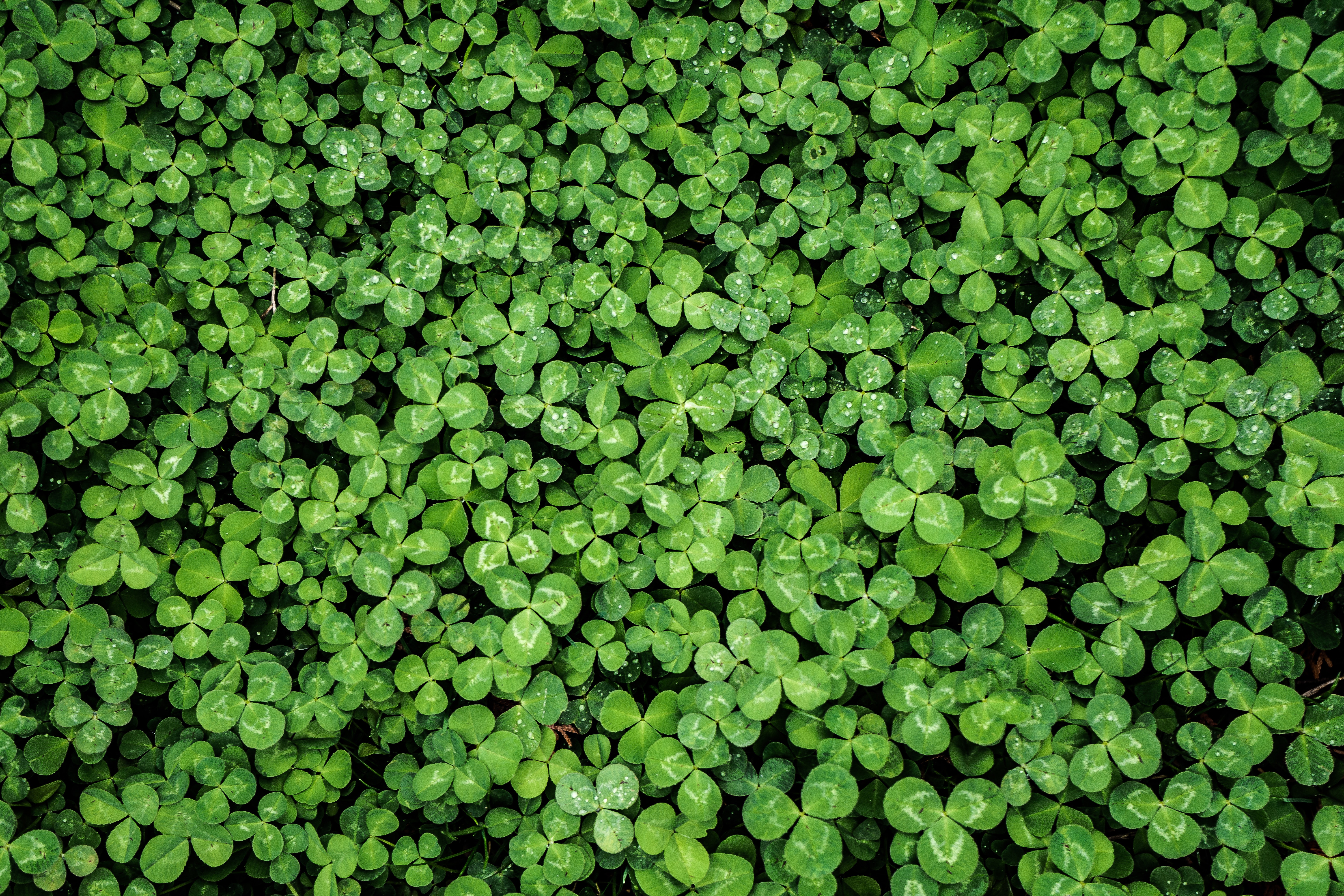 Green Plants Background