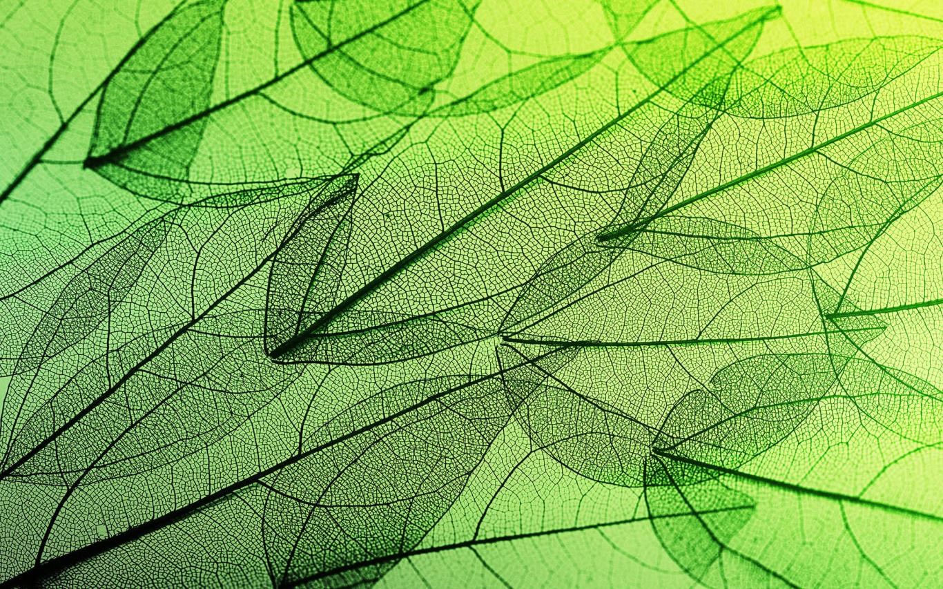 Green Windows 10 Background