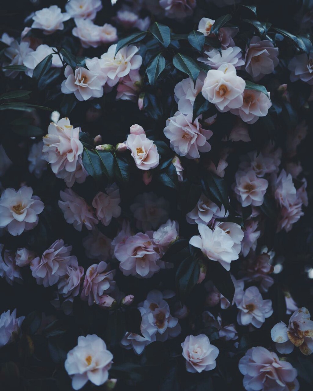 Grunge Flower Background Tumblr