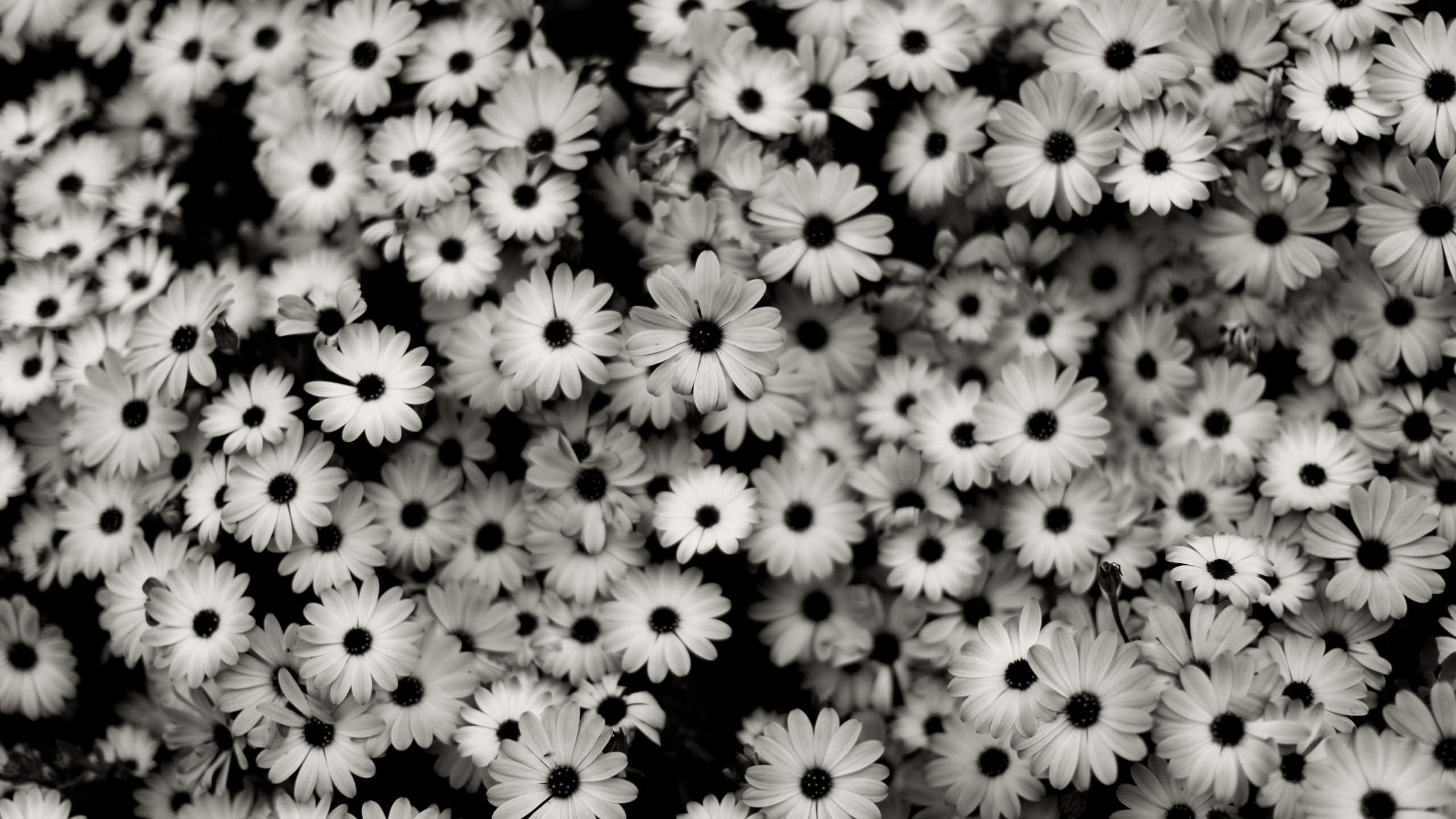 Grunge Flower Background Tumblr