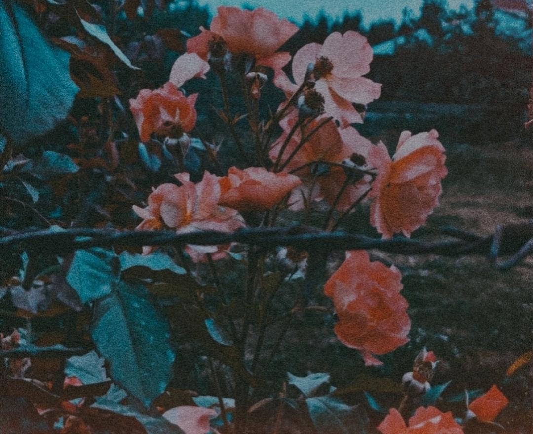 Grunge Flower Background Tumblr