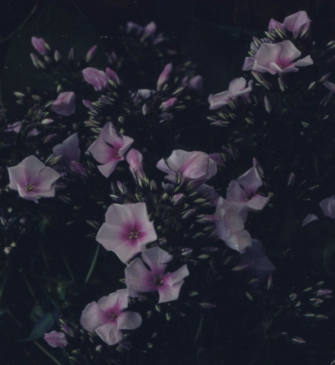 Grunge Flower Background Tumblr