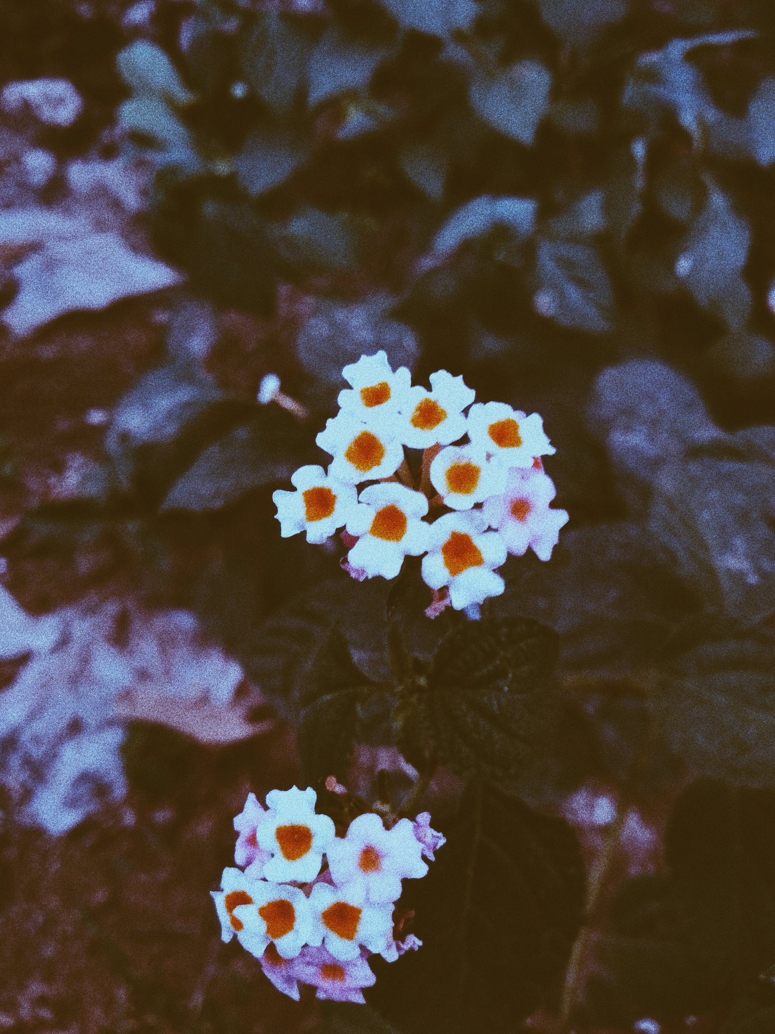 Grunge Flower Background Tumblr