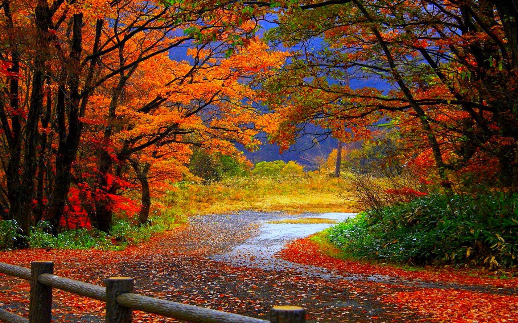 Hd Fall Background