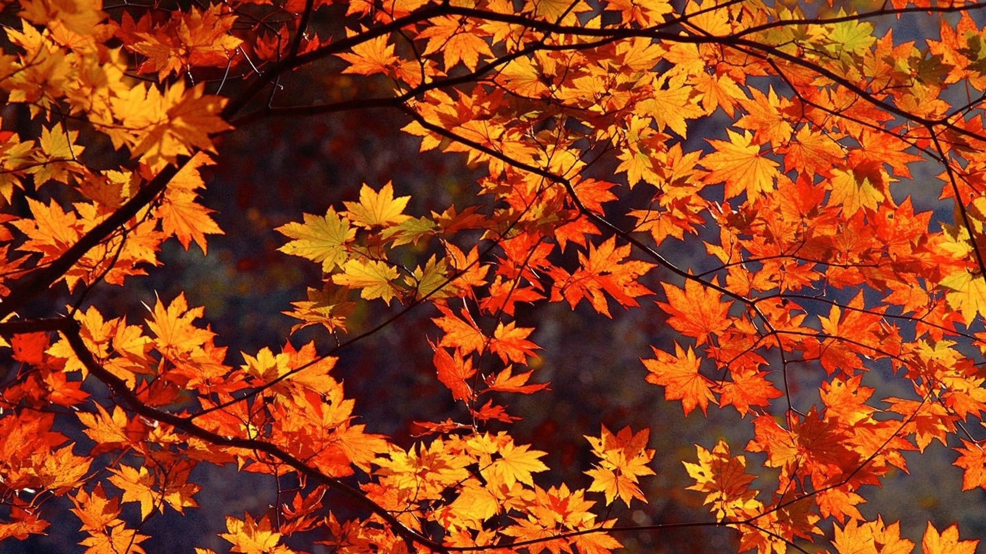 Hd Fall Background