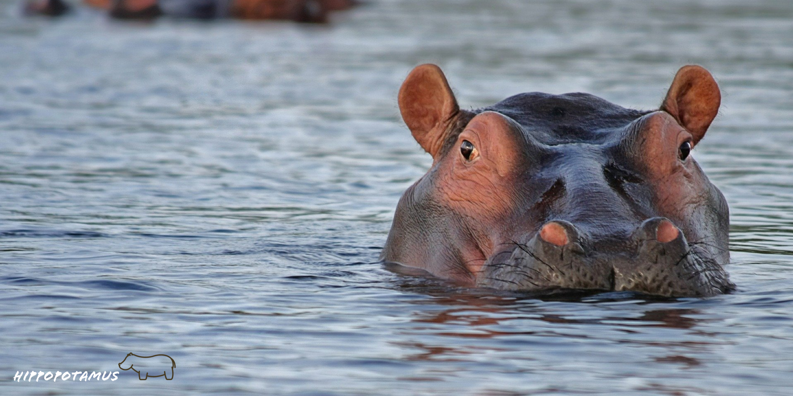 Hippo Background