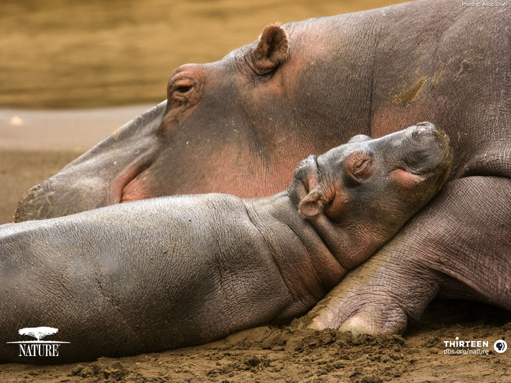 Hippo Background