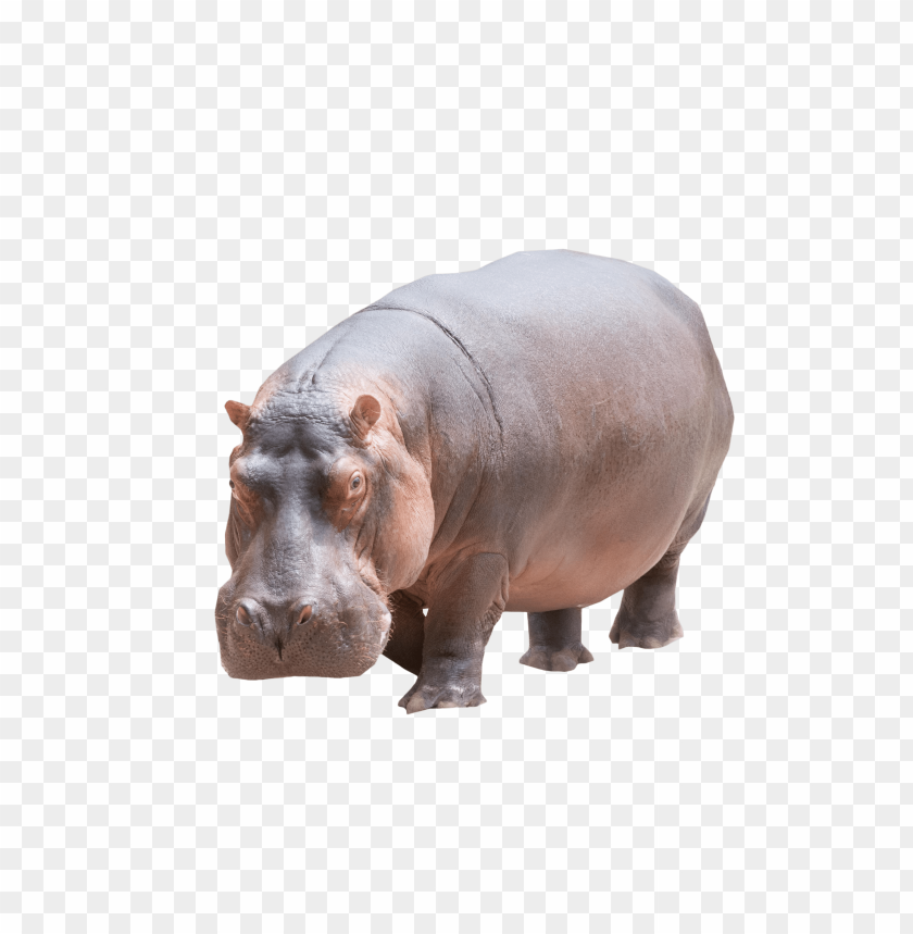 Hippo Background