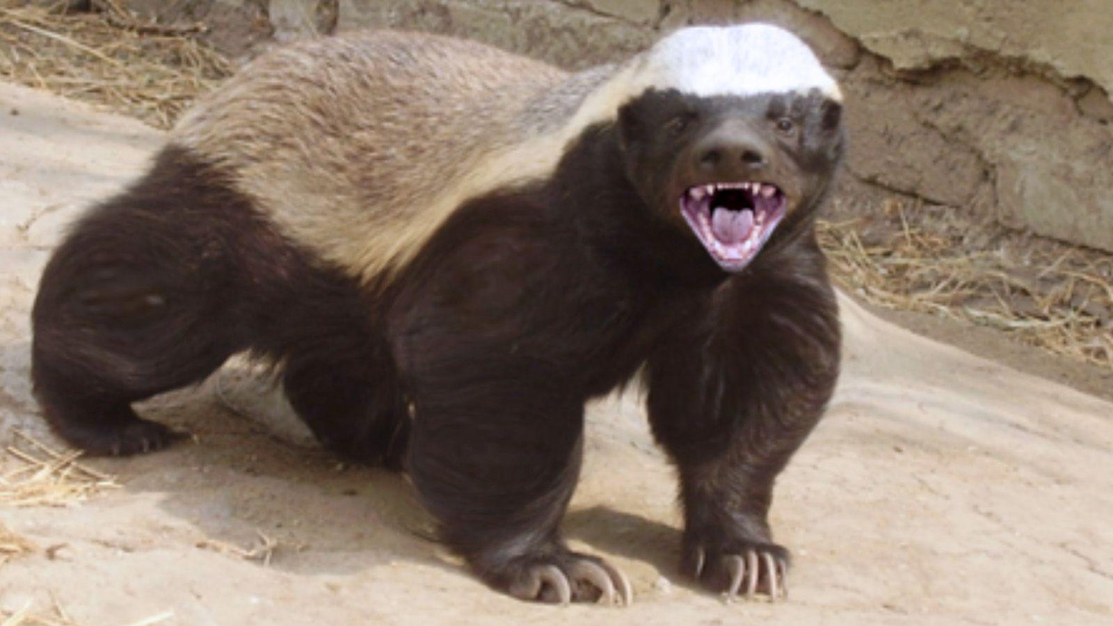 Honey Badger Background