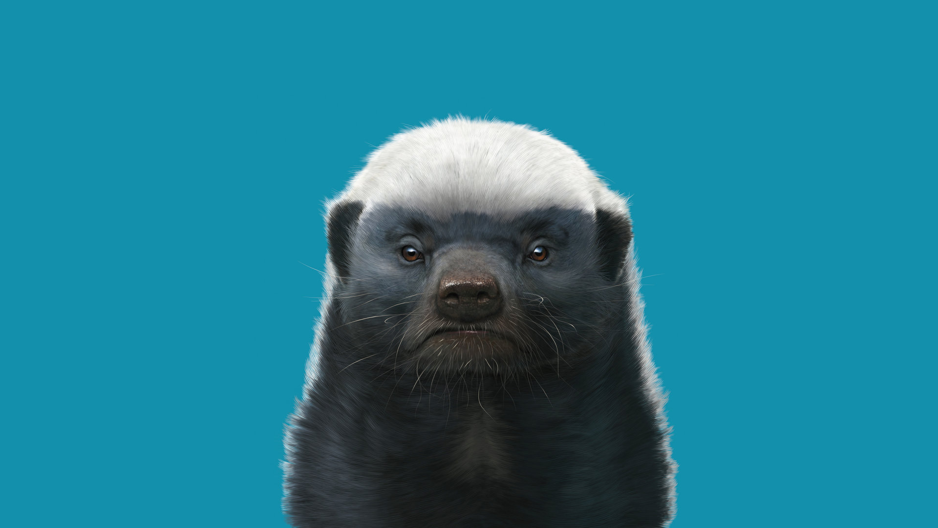 Honey Badger Background