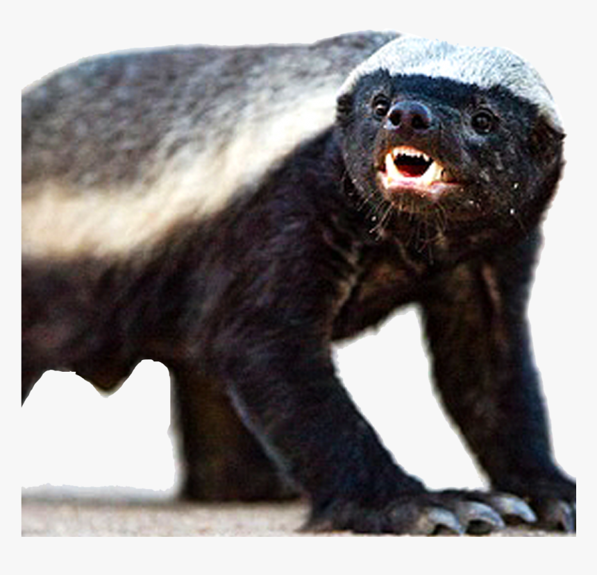 Honey Badger Background