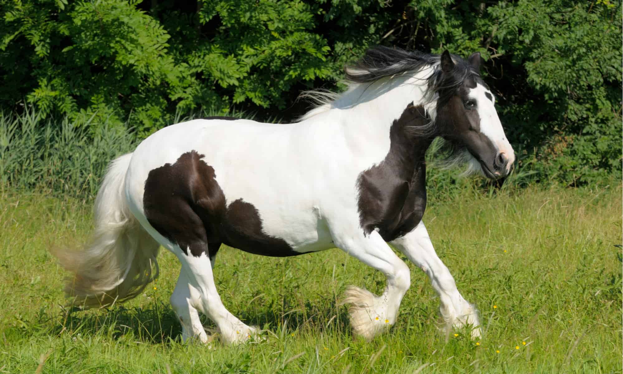 Horse Background