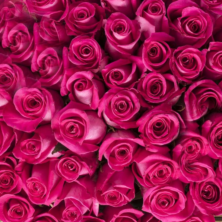 Hot Pink Flower Background