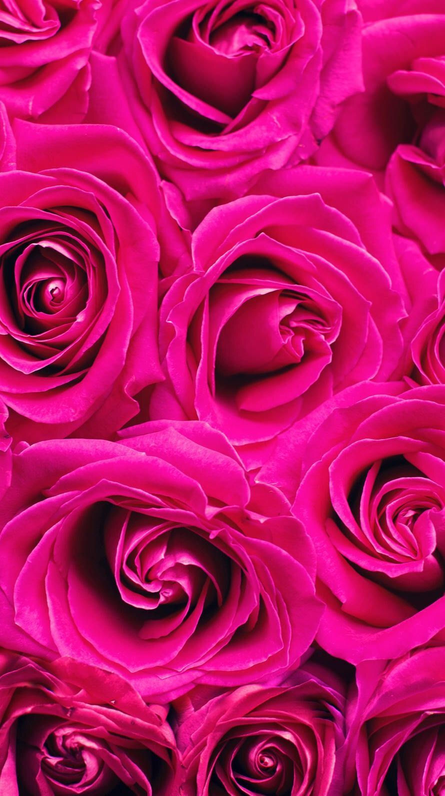 Hot Pink Flower Background