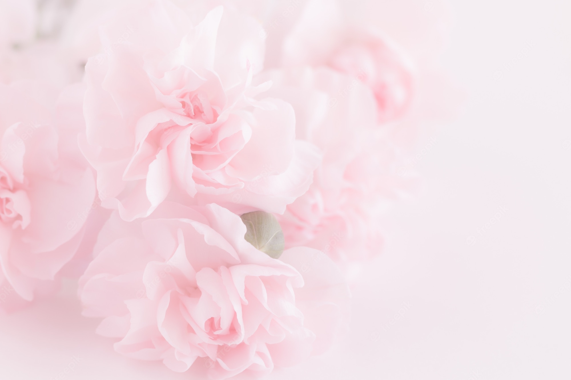 Hot Pink Flower Background