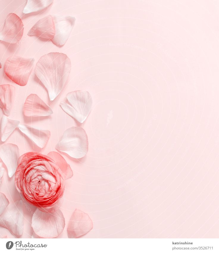 Hot Pink Flower Background