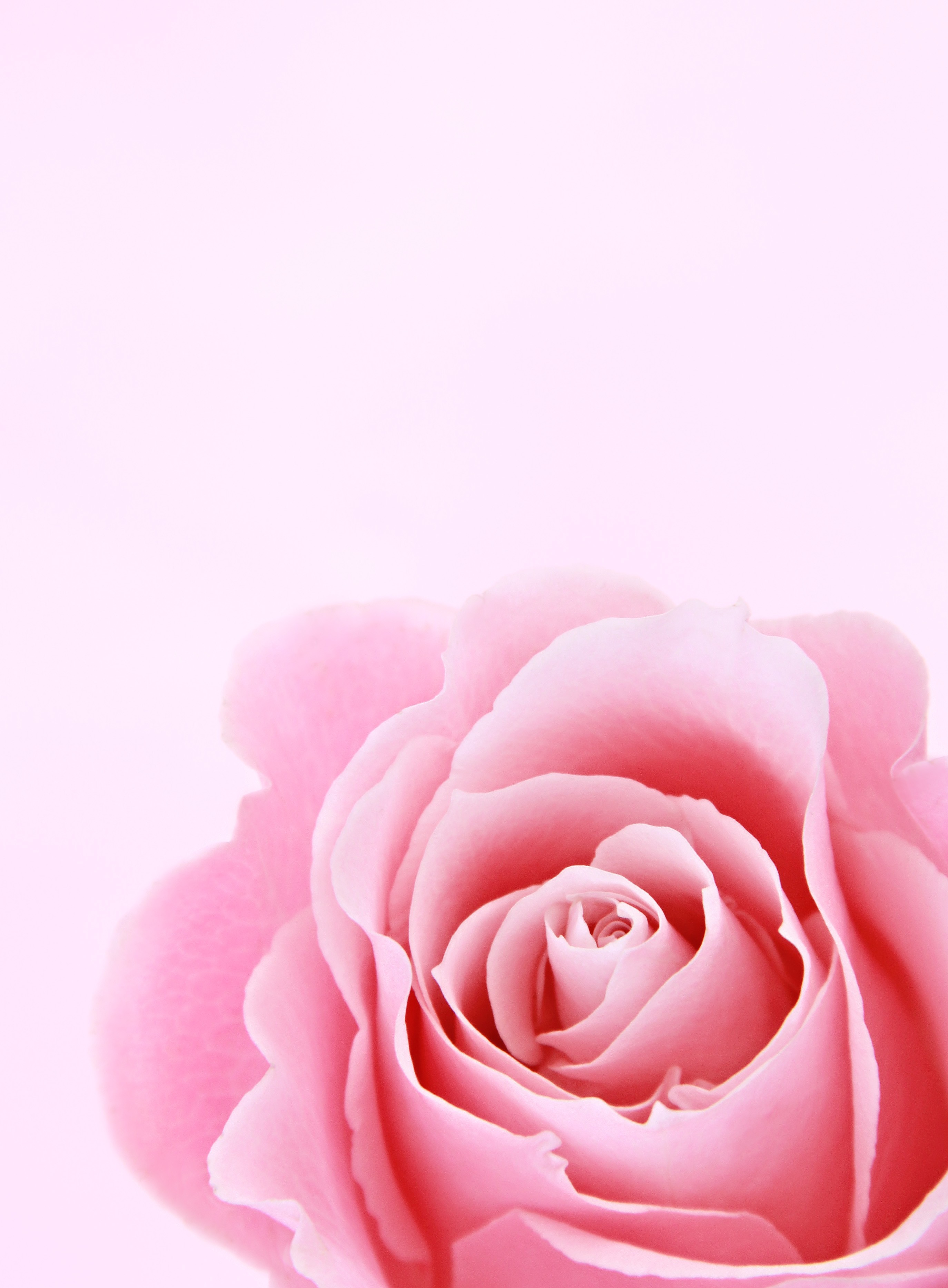 Hot Pink Flower Background