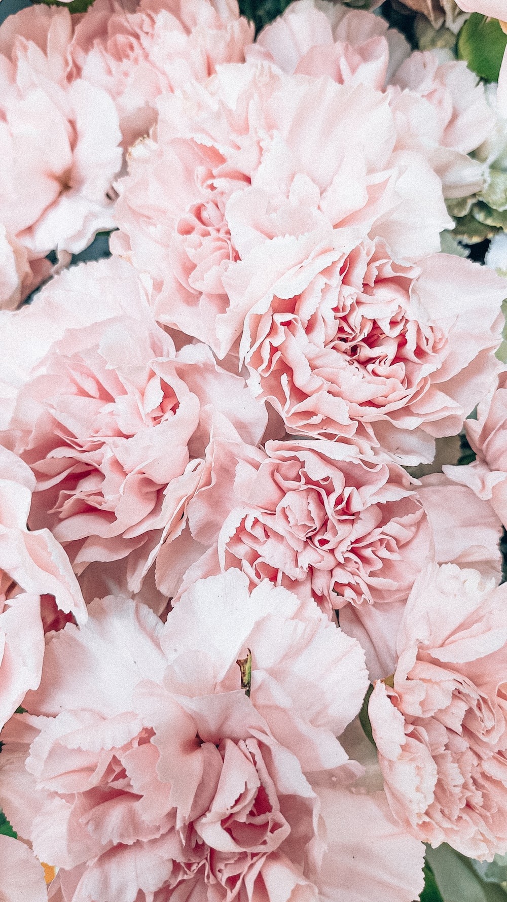 Hot Pink Flower Background