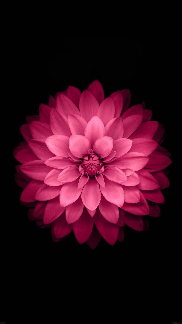 Hot Pink Flower Background