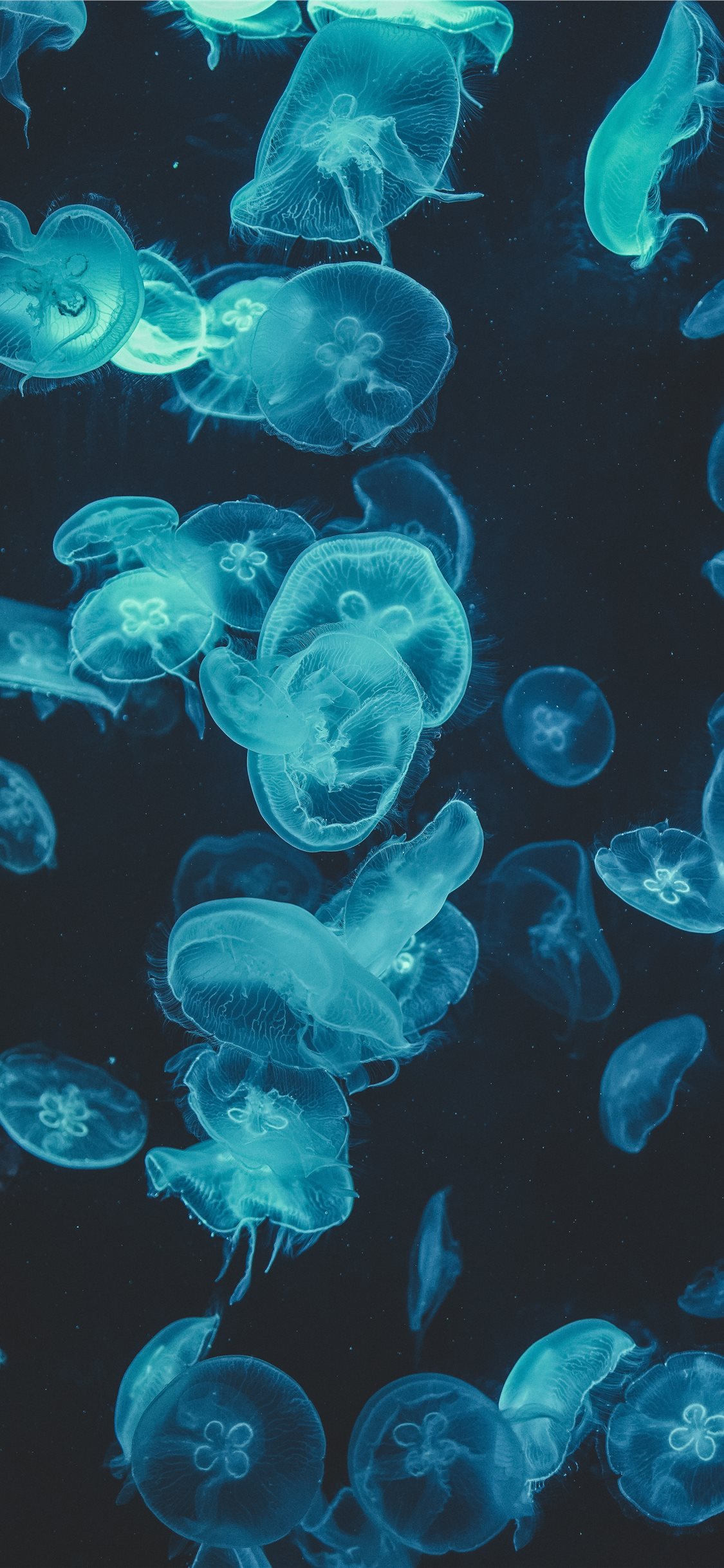 Jellyfish Backgrounds