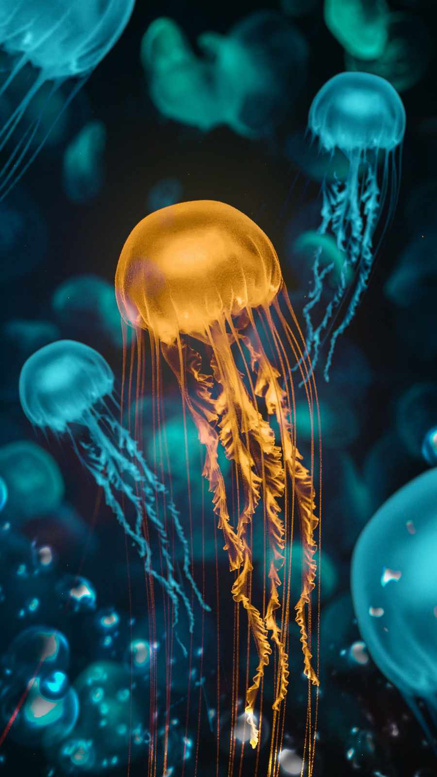 Jellyfish Backgrounds