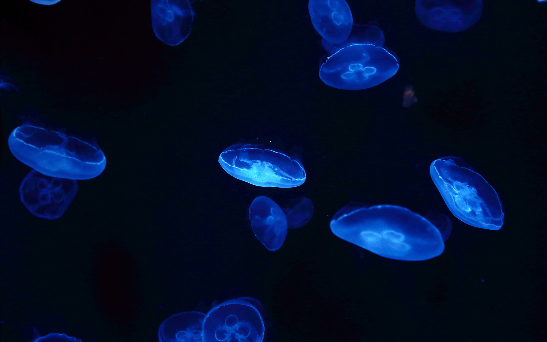 Jellyfish Backgrounds