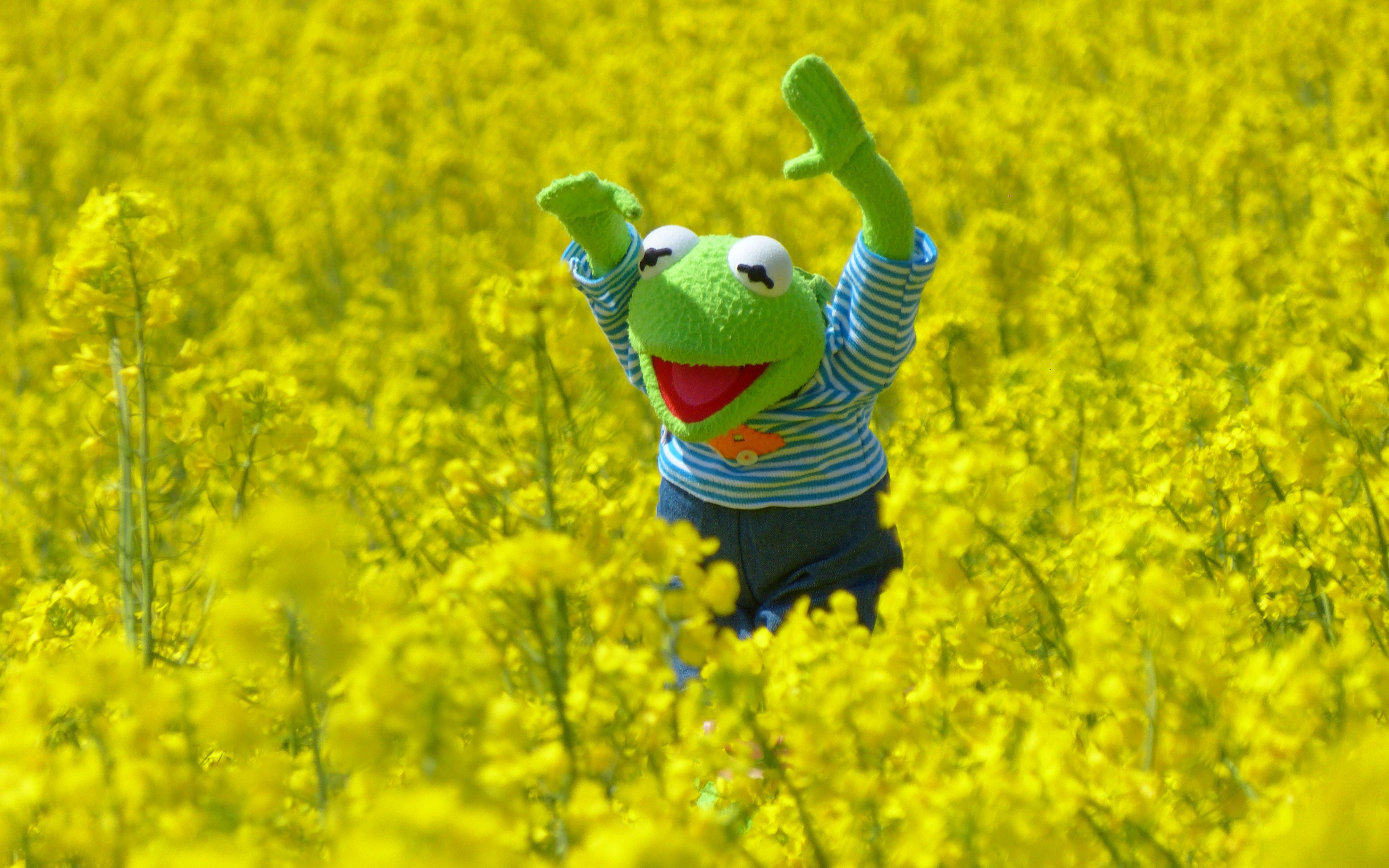 Kermit Background