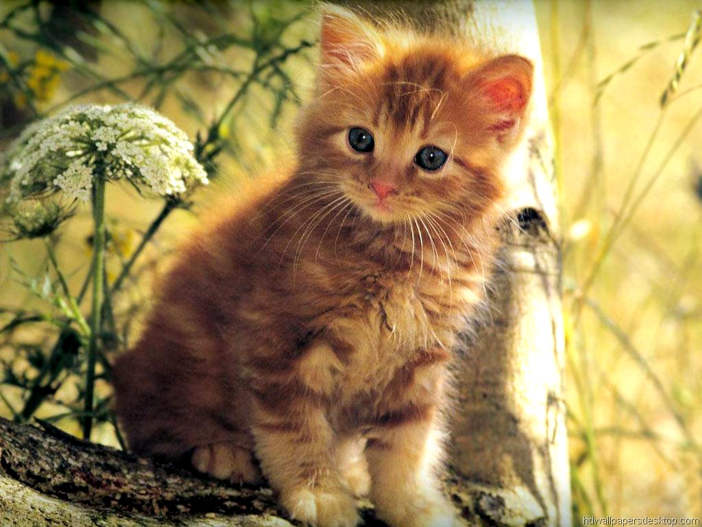 Kitten Desktop Background