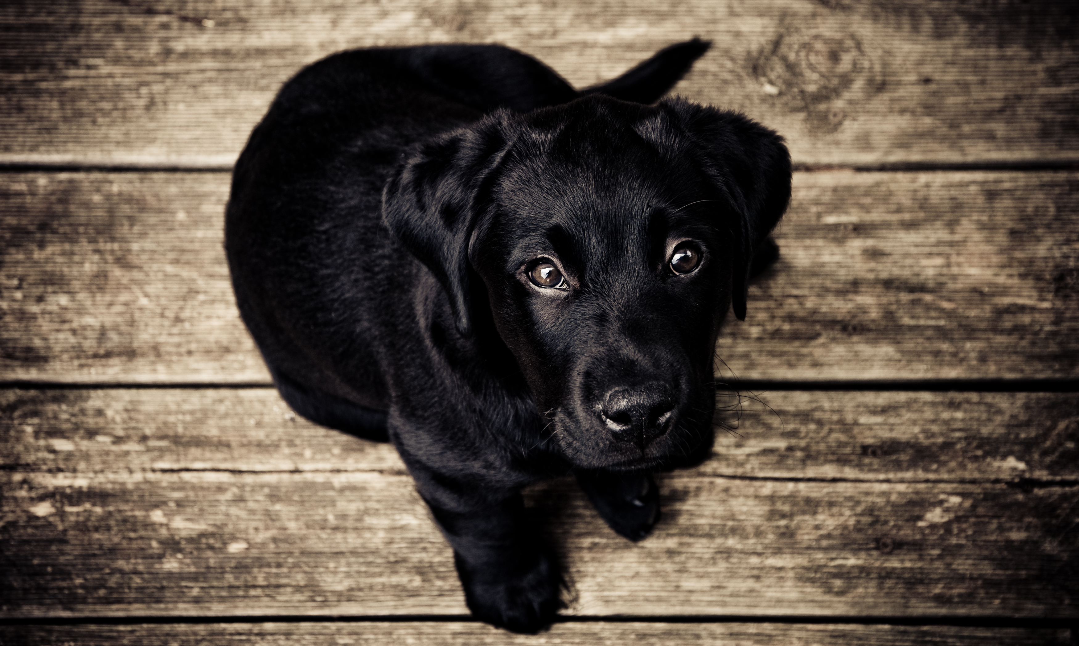 Labrador Backgrounds