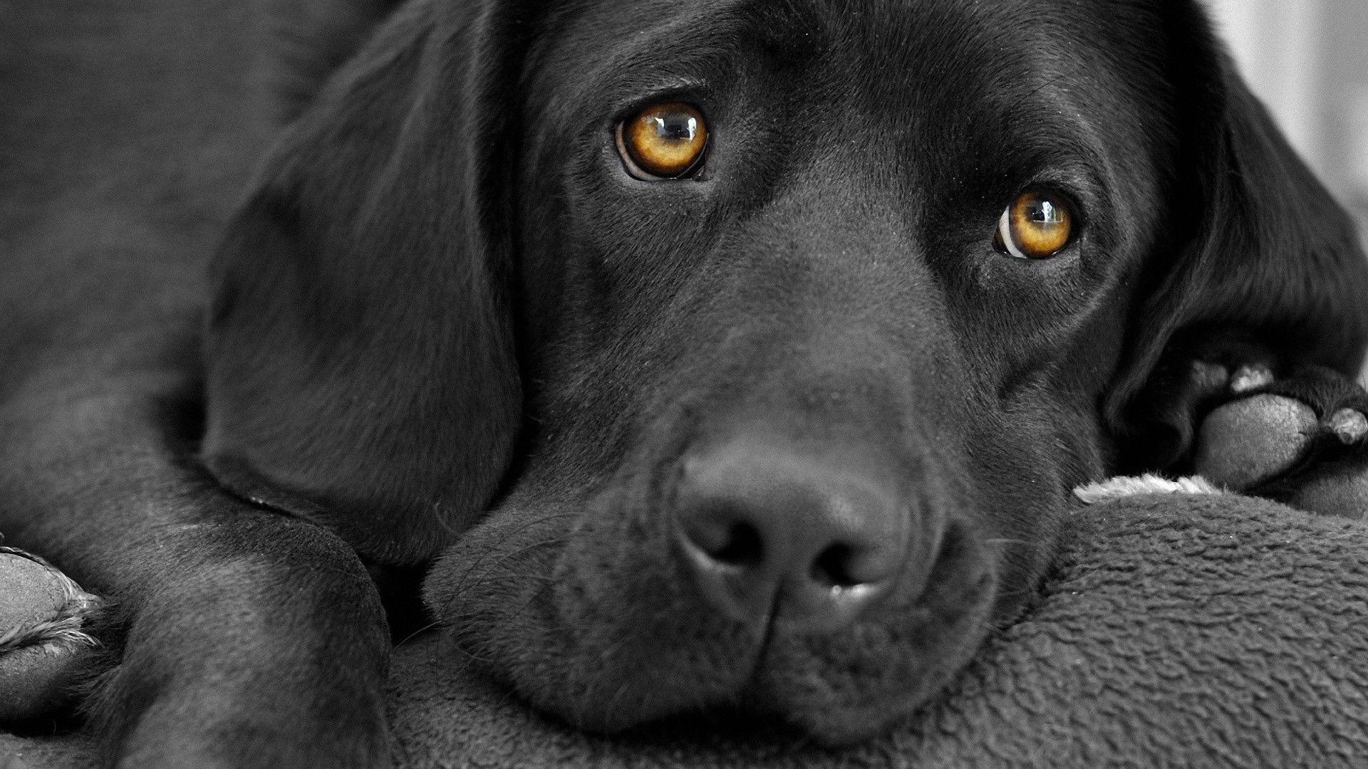 Labrador Backgrounds