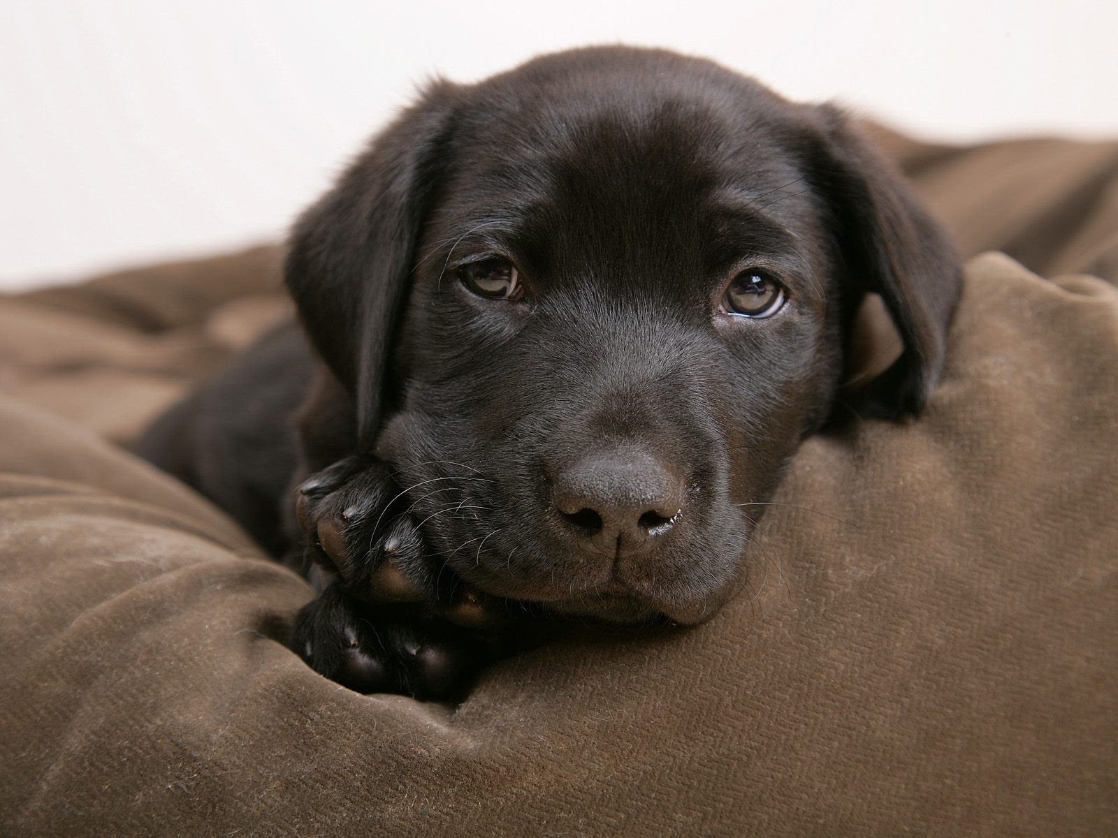 Labrador Backgrounds