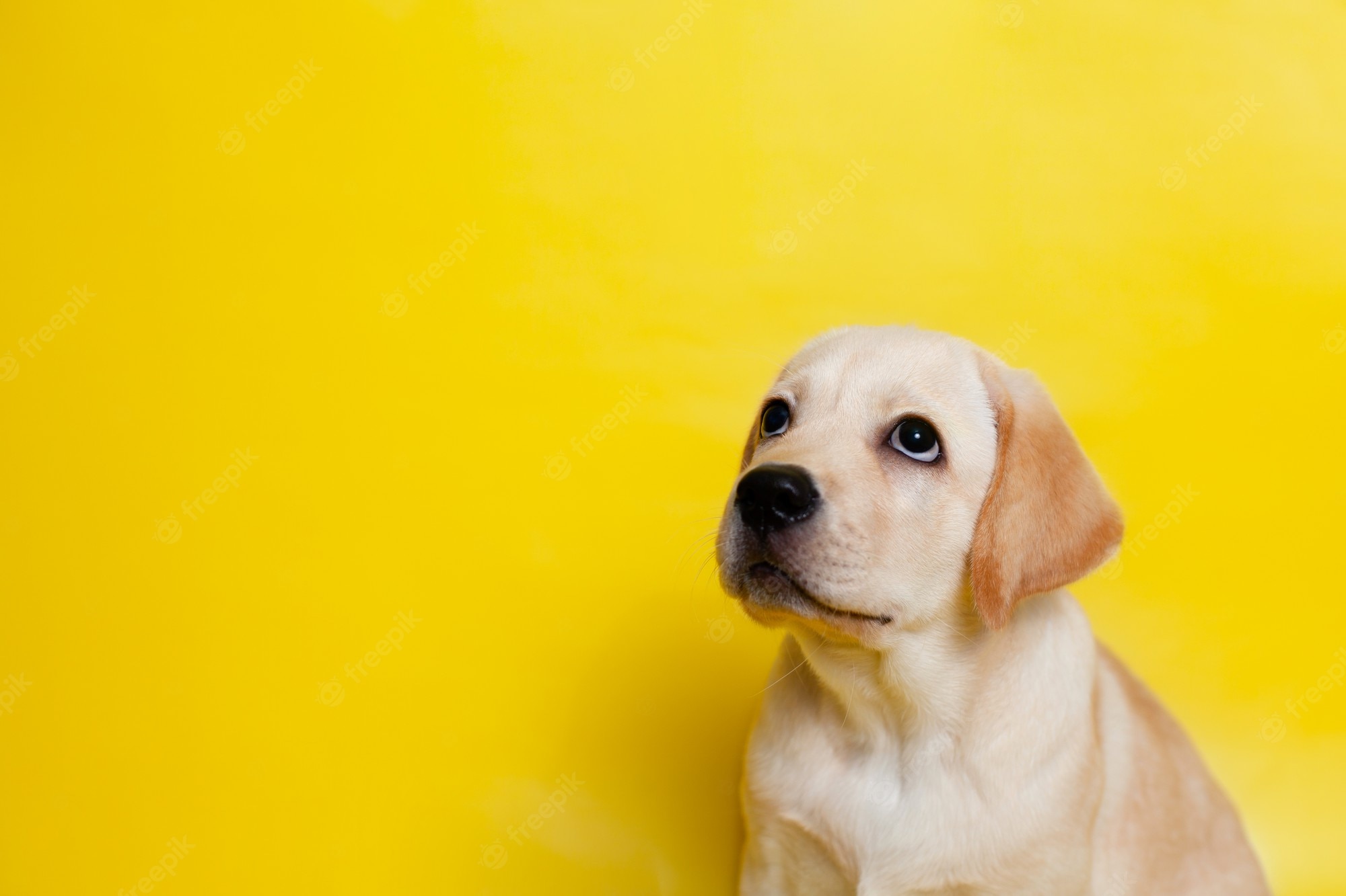 Labrador Backgrounds